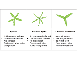 Image result for Hydrolea brevistyla
