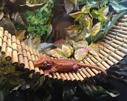 Bamboo Bridge 6 Width Etsy Crested Gecko Gecko Terrarium Gecko