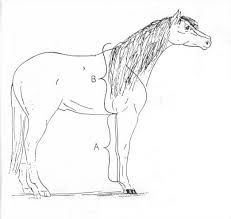 Determine Horse Mature Height