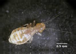 Maybe you would like to learn more about one of these? Tiny Booklice How To Identify And Get Rid Of Them Dengarden