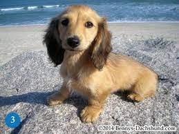 Specializing In English Cream Dachshunds Dachshund Puppies Cream Dachshund Dachshund Breed