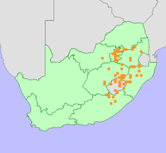 Image result for Dichilus