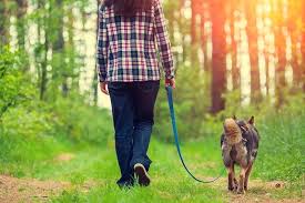 We did not find results for: How To Stop Your Dog Pulling On The Lead Petbarn