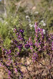 Image result for Heisteria parvifolia