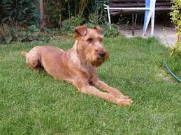 Image result for irský teriér