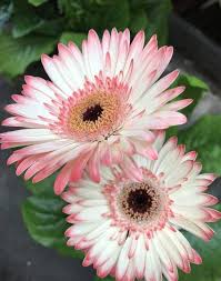 Image result for Gerbera