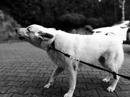 En effet, il va empêcher le chien d'aboyer dans tous les cas, y compris ceux qui ne gênent pas. Chien Qui Aboie Tout Le Temps Que Faire Pour Que Cela Cesse