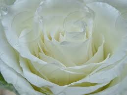 Removes obstacles with just a hint of caffeine. White Rose Flower Detail Close Up Nature Leaf Waterdrop By Hannie Van Baarle Photo Stock Snapwire