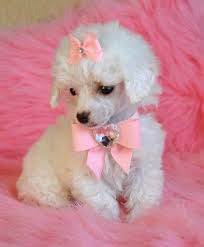 Black And White Toy Poodle Puppies The Poodle Patch This Little Toy Poodle Puppy Will Bring Love And Poodle Puppy Toy Poodle Puppy Poodle Dog