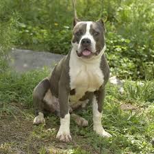 Pin On Colorado Co Dogs