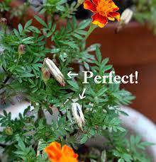The Red Chair Blog How To Save Marigold Seeds Growing Marigolds Marigolds In Garden Seed Saving