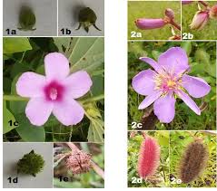 Image result for Clappertonia ficifolia