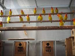Buatlah kandang dengan ukuran 2,5 x 2 meter persegi dan tingginya 2 meter.kemudian siapkan kotak sangkar atau glodok dengan jumlah melebihi pasangan lovebird didalam kandang.contoh misalkan anda memsukkan 3 ekor betina dan 3 ekor. Kandang Ternak Lovebird Paling Efektif Beternakpedia Belajar Beternak