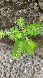 Image result for Phyllanthus glaucophyllus