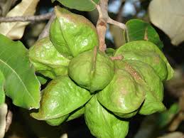 Image result for Heritiera littoralis