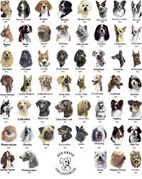 Dog Breeds Chart Cute Funny Dogs