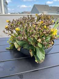 How To Care For Kalanchoe And Get It To Rebloom Every Year