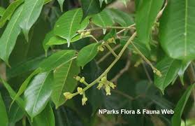 Image result for Canarium