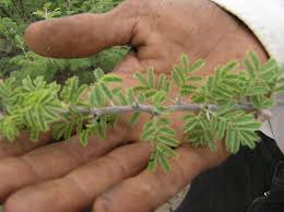 Image result for Acacia hebeclada