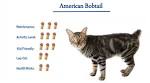 American Bobtail for sale at Cherokee Mountain Bobtails