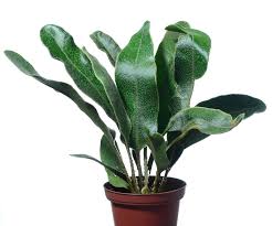 Image result for Elaphoglossum