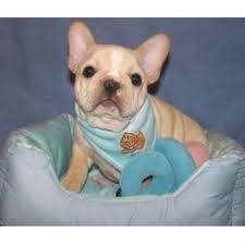 11 best french bulldog rescues nj is a compilation of various rescue agencies in nj. All Star French Bulldogs French Bulldog Breeder In Mayo Florida