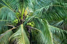 Image result for Cocos nucifera