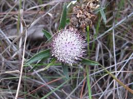 Image result for Dicoma anomala