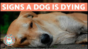 However, some cancers add a fifth. How To Know If Your Dog Is Going To Die Youtube