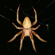 * termite control * bed bug control * mosquito control * rodent control * wildlife removal. Accord Termite And Pest Control 8 Photos Pest Control Service 3485 Mcever Rd Ste 201 Gainesville Ga 30504
