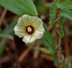 Image result for Xenostegia tridentata