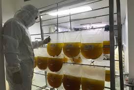 Costa Rica S Equine Plasma Coronavirus Treatment Not As Effective As Initially Hoped