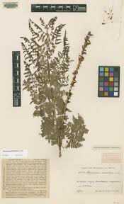 Image result for Dryopteris antarctica