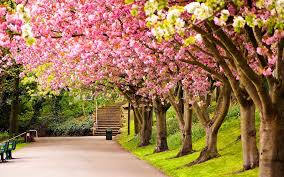 Sections show more follow today the official start of spring is march 21 but in parts of the country it has felt warm for a month and in other parts the ice is just melting awa. Spring Background Wallpaper Nawpic