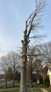 Me and my husband will be going around Columbia helping everyone tomorrow  with a chain saw as well