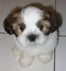 Shih Tzu Puppy For Sale In Toronto Ontario Your Pet For Sale Shih Tzu Puppy Shih Tzu Puppies And Kitties