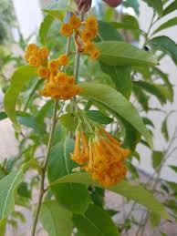 Image result for Cestrum