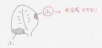 中学理科 光合成と呼吸 Irohabook