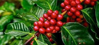 Through its highs and its lows, the production of this bean has heavily marked our history and our cultural identity. Coffee And The Shock Doctrine In Puerto Rico Food First