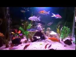 Maybe you would like to learn more about one of these? Aneka Ikan Di Aquarium Youtube