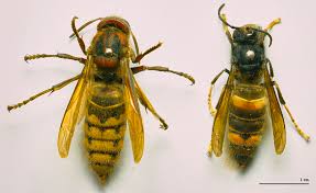 Image result for Crabbea velutina