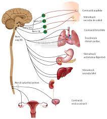 Afeciunile sistemului nervos periferic sunt cele mai frecvente i dup datele de statistic n diferite ri ajung pn la 8 10% din bolile generale. Sistemul Nervos Autonom Vegetativ Anatomie Si Fiziologie