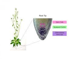 Different plant stem cells have. Biologists Demonstrate How Signals In Plant Roots Determine The Activity Of Stem Cells