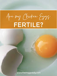 Give the pigeon rest some days and maintain above mentioned egg fertility terms and pair up. Are My Chicken Eggs Fertile Fresh Eggs Daily
