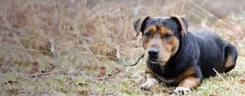 He is an eight month old shephard/hound pup and a ball of energy! Basset Shepherd Dog Breed Facts And Information Wag Dog Walking