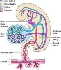 frontiers development of the human placenta and fetal