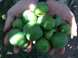 Ersimmon trees are small, easy to grow, and adapted to most of texas. Help Persimmon Tree Keep Dropping Fruit