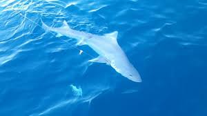 Gummy Shark Foul Hooked In Pectoral Fin Rottnest Island Perth Wa Shark Fishing Fishing Australia Shark