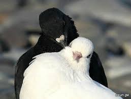 Black And White Pigeon Pictures Rock Doves Oh How Pretty A Black And White Together I Don T Think I Ve Ever Seen A Completely Black Dove Birds Pet Birds Love Birds