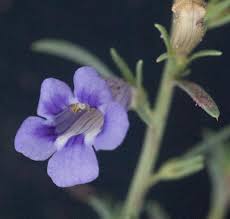 Image result for Aptosimum marlothii